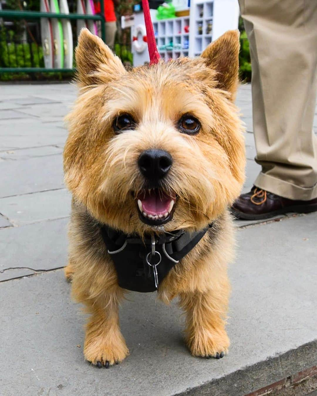 The Dogistさんのインスタグラム写真 - (The DogistInstagram)「Tom, Norwich Terrier (4 y/o), Central Park, New York, NY • “I call him the ‘accidental hunter’. He runs around Upstate in the tall grass and runs into turkeys. They fly up and he goes the other direction.”」9月8日 7時29分 - thedogist