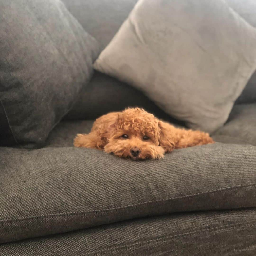 トーライ・ケリーのインスタグラム：「the boi. (if you zoom in you can see his lil underbite hehe)」