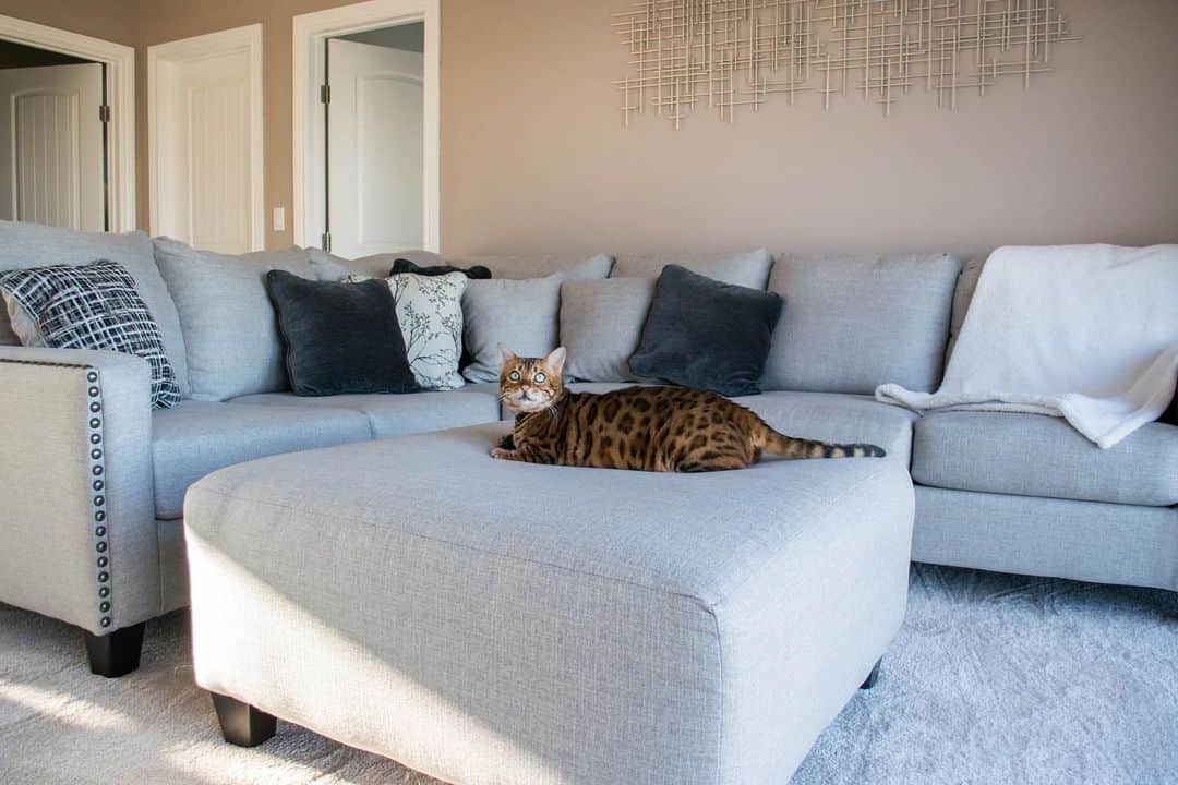 のインスタグラム：「King of the couch.」