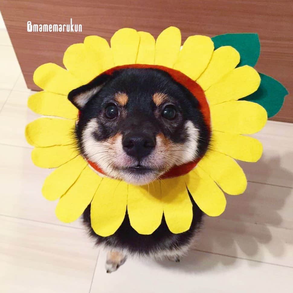 まめ丸のインスタグラム：「* * もうすぐ夏もおわっちゃうから、 ひまわりさん🌻🐶💓 * I'm a sunflower , not dog🐶🌻💓 🌟#mamemaruscosplay No.16🌟sunflower🌻🌟 * #はめ丸 シリーズ第１６弾ひまわり🌻③ #1さいのころのぼく #雪だるまシルエット⛄️ * #柴犬#豆柴#柴#黒柴#しばいぬ#shiba#shibainu#shibastagram#puppy#instadog#dogstagram#dogsofinstagram#dog#petstagram#doglover#bestwoof#dailyfluff#petoftheday#dogoftheday#개스타그램#멍스타그램#狗狗#狗狗日常#ひまわり#sunflower#リポストまめ丸」