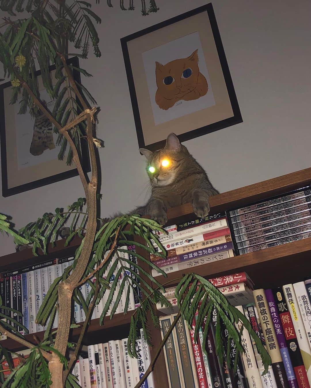 のインスタグラム：「なんだかかっこよさげ🤩 . . . #ちゃんた936日目 #猫 #ねこ #cat #cats #love #chat #ilovecat #instacat #catlover #cute #catoftheday #tigre #mignon #cats_of_instagram  #catsofinstagram #catstagram #browntabby #愛猫 #保護猫 #被災猫 #キジ猫 #キジトラ」