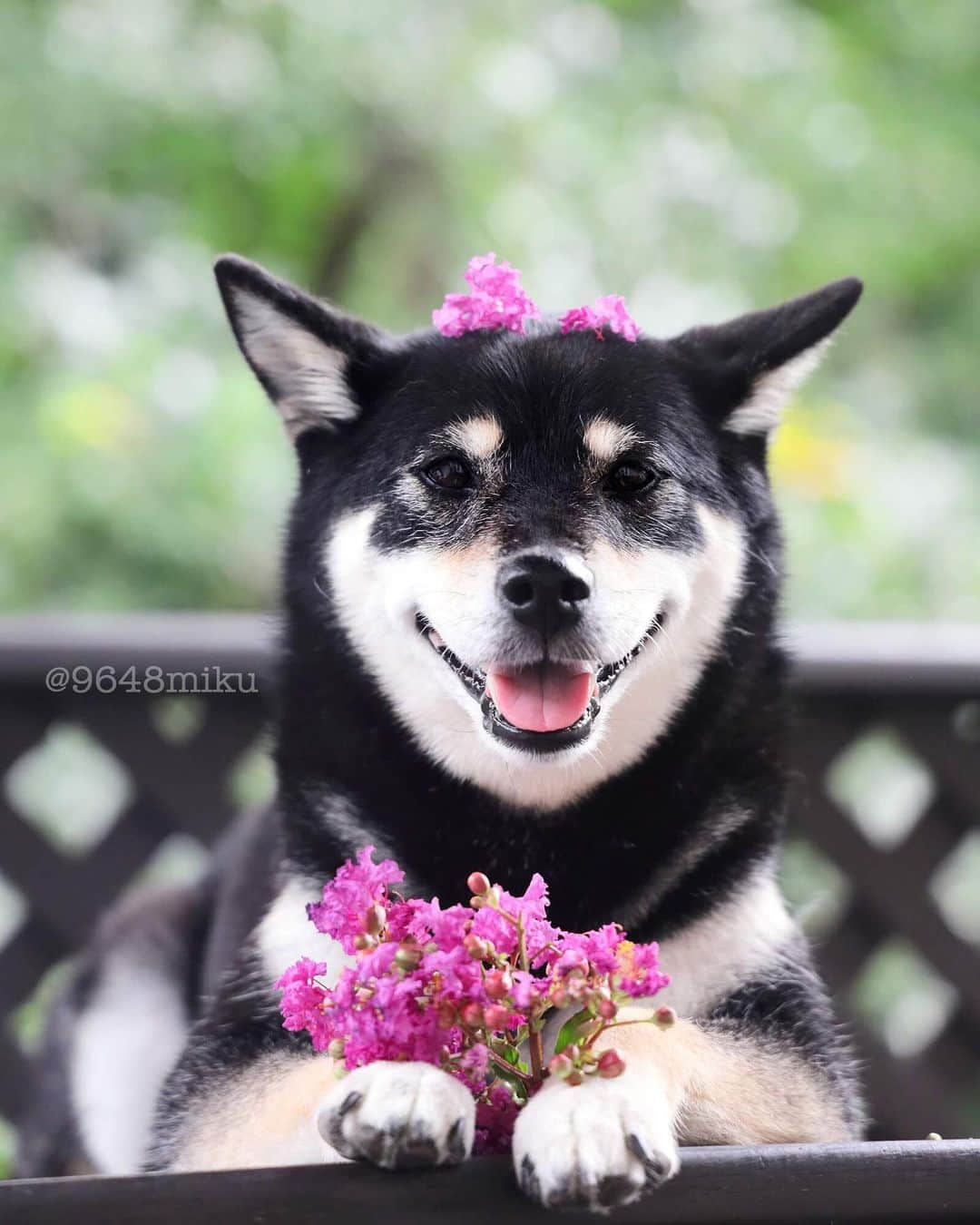 黒柴みくさんのインスタグラム写真 - (黒柴みくInstagram)「✧︎ ピンクのお花、あ・げ・る🐻🌸🦊🌸 For you ❣︎ ✧︎ 庭の #サルスベリ まだ咲いてるよ。 #百日紅 って書くから、長い間咲いてます😊 ✧︎ みくりな地方は、今晩台風が来そう💨 みんな、気をつけてね！ ✧︎ ✧︎ #みく頭乗せ #お花柴女子くらぶ #happydog ✧︎ ✧︎ #黒柴みく Miku 🐻 6 years old ❤︎girl #柴犬りな Rina 🦊 1 year old ❤︎girl  2019.9.8㊐」9月8日 8時38分 - 9648miku