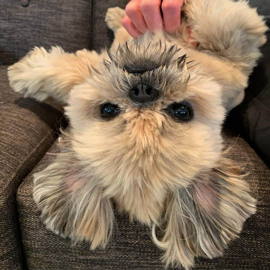 Dougie the Shih Tzuさんのインスタグラム写真 - (Dougie the Shih TzuInstagram)「#upsidedowndoug」9月8日 8時41分 - dailydougie