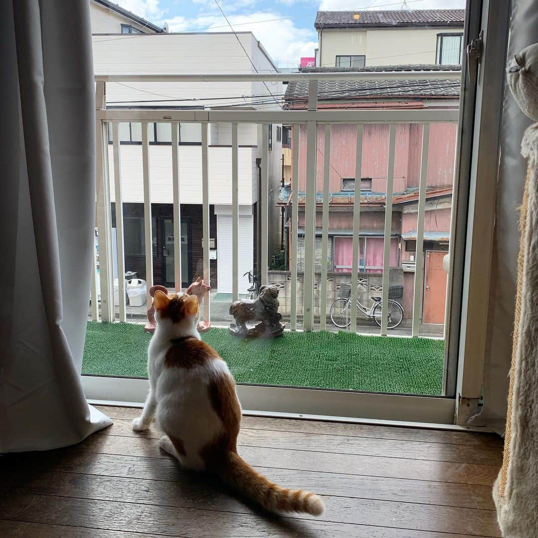 Kachimo Yoshimatsuさんのインスタグラム写真 - (Kachimo YoshimatsuInstagram)「虫と遊ぶ。 OINARI-chan is playing with insects. #uchinonekora #hijiki #neko #cat #catstagram #kachimo #猫 #ねこ #うちの猫ら http://kachimo.exblog.jp」9月8日 9時32分 - kachimo