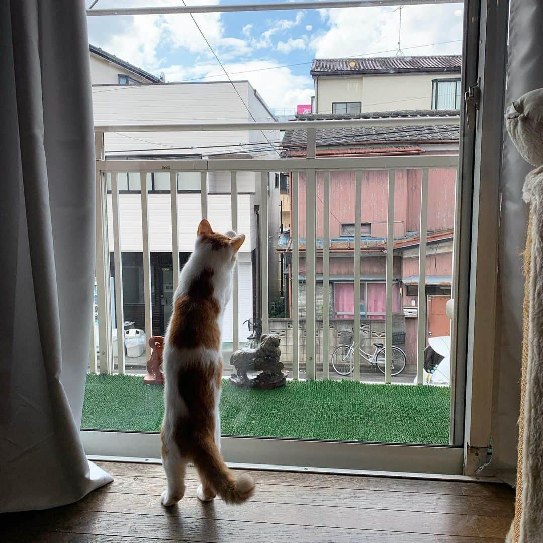 Kachimo Yoshimatsuさんのインスタグラム写真 - (Kachimo YoshimatsuInstagram)「虫と遊ぶ。 OINARI-chan is playing with insects. #uchinonekora #hijiki #neko #cat #catstagram #kachimo #猫 #ねこ #うちの猫ら http://kachimo.exblog.jp」9月8日 9時32分 - kachimo