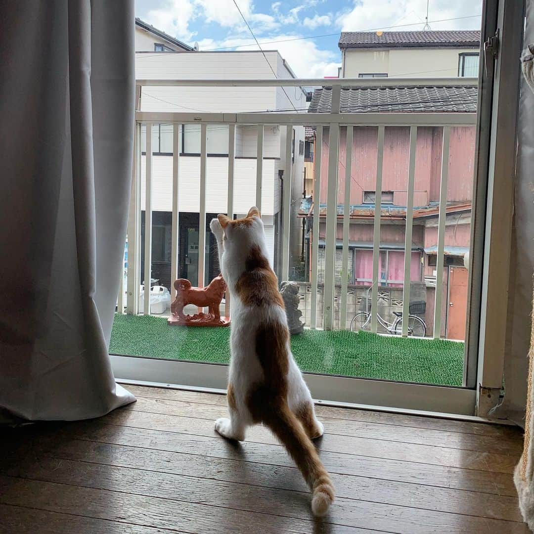 Kachimo Yoshimatsuさんのインスタグラム写真 - (Kachimo YoshimatsuInstagram)「虫と遊ぶ。 OINARI-chan is playing with insects. #uchinonekora #hijiki #neko #cat #catstagram #kachimo #猫 #ねこ #うちの猫ら http://kachimo.exblog.jp」9月8日 9時32分 - kachimo