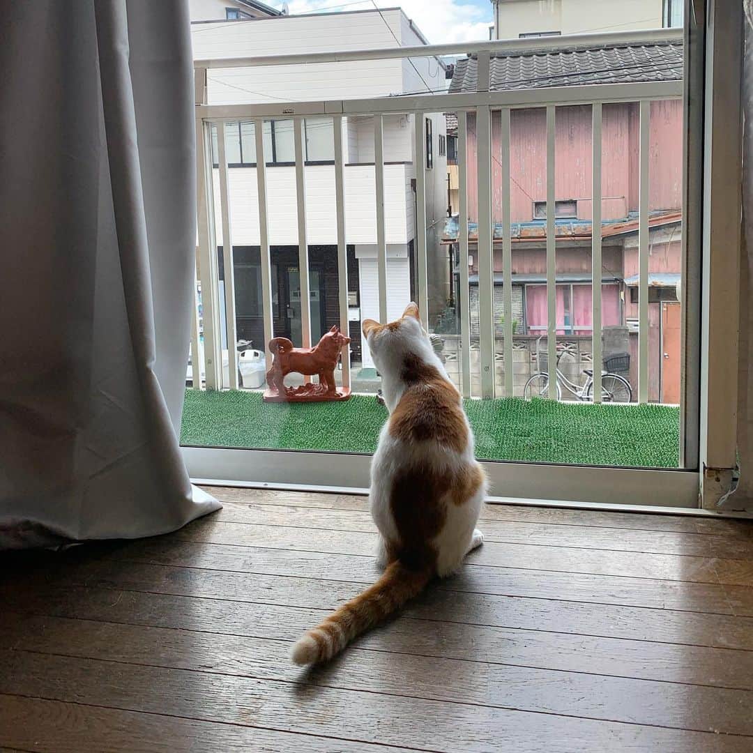 Kachimo Yoshimatsuさんのインスタグラム写真 - (Kachimo YoshimatsuInstagram)「虫と遊ぶ。 OINARI-chan is playing with insects. #uchinonekora #hijiki #neko #cat #catstagram #kachimo #猫 #ねこ #うちの猫ら http://kachimo.exblog.jp」9月8日 9時32分 - kachimo