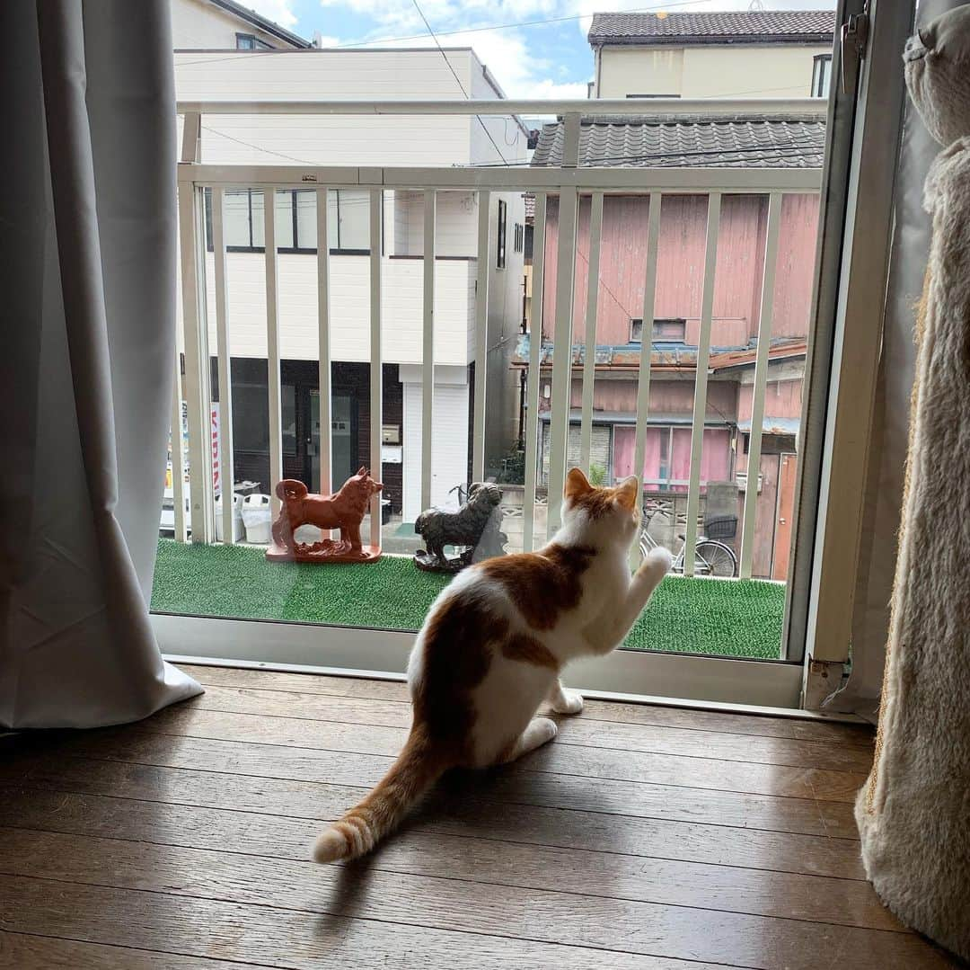 Kachimo Yoshimatsuさんのインスタグラム写真 - (Kachimo YoshimatsuInstagram)「虫と遊ぶ。 OINARI-chan is playing with insects. #uchinonekora #hijiki #neko #cat #catstagram #kachimo #猫 #ねこ #うちの猫ら http://kachimo.exblog.jp」9月8日 9時32分 - kachimo