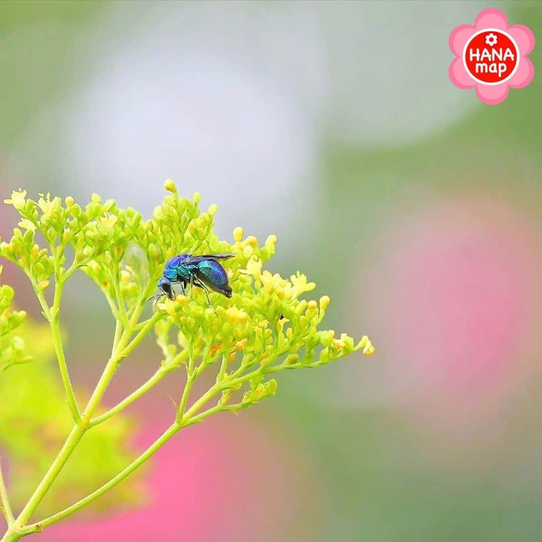 はなまっぷ❁日本の花風景さんのインスタグラム写真 - (はなまっぷ❁日本の花風景Instagram)「🌸はなまっぷ🌸 * @taka_f40 さんの  花のある風景に花まるを💮 * 黄色い女郎花がよく似合う美しすぎる青い蜂さんをありがとうございます😊🌸 * 🌼オミナエシの花言葉📝🌼 美人、はかない恋 * 見頃を過ぎている場所もご紹介しています。お出かけの際はHP等で最新の情報をご確認くださいね🙏🌸 * 🌸•••🌸•••🌸•••🌸•••🌸•••🌸 * いつも素敵なお花をありがとうございます😊 日本の花のある風景にタグ付けしてください🌸 お花があれば何でもOKです💓 * #はなまっぷ * #日本の美しい花風景#花のある風景#花#オミナエシ#女郎花#秋の七草#ブルービー#オオセイボウ#大青蜂」9月8日 10時29分 - hanamap