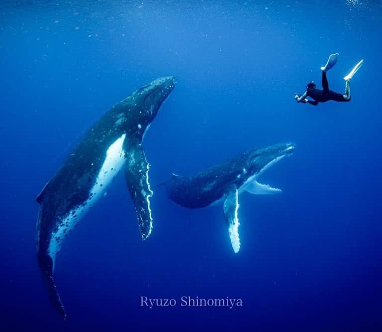 篠宮龍三のインスタグラム：「トンガホエールスイム2019  w4 レポート担当しています。 是非ご覧ください。  https://takaji-ochi.com/photographers_diary/3288  #whale #humpbackwhale  #whaleswim #freediving  #tonga #ホエールスイム #フリーダイビング #トンガ #sony #a7r3 #Nauticamhousings #underwaterphotography」