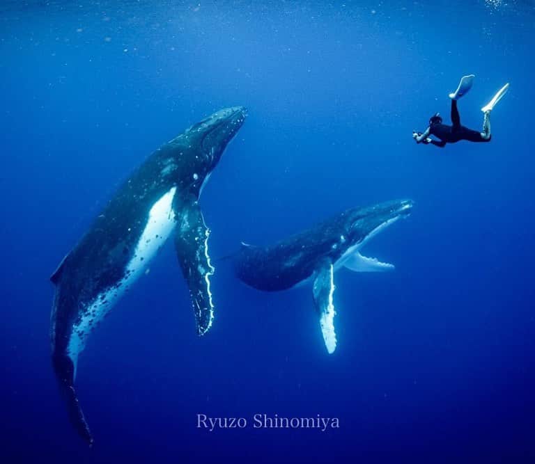 篠宮龍三のインスタグラム：「トンガホエールスイム2019  w4 レポート担当しています。 是非ご覧ください。  https://takaji-ochi.com/photographers_diary/3288  #whale #humpbackwhale  #whaleswim #freediving  #tonga #ホエールスイム #フリーダイビング #トンガ #sony #a7r3 #Nauticamhousings #underwaterphotography」