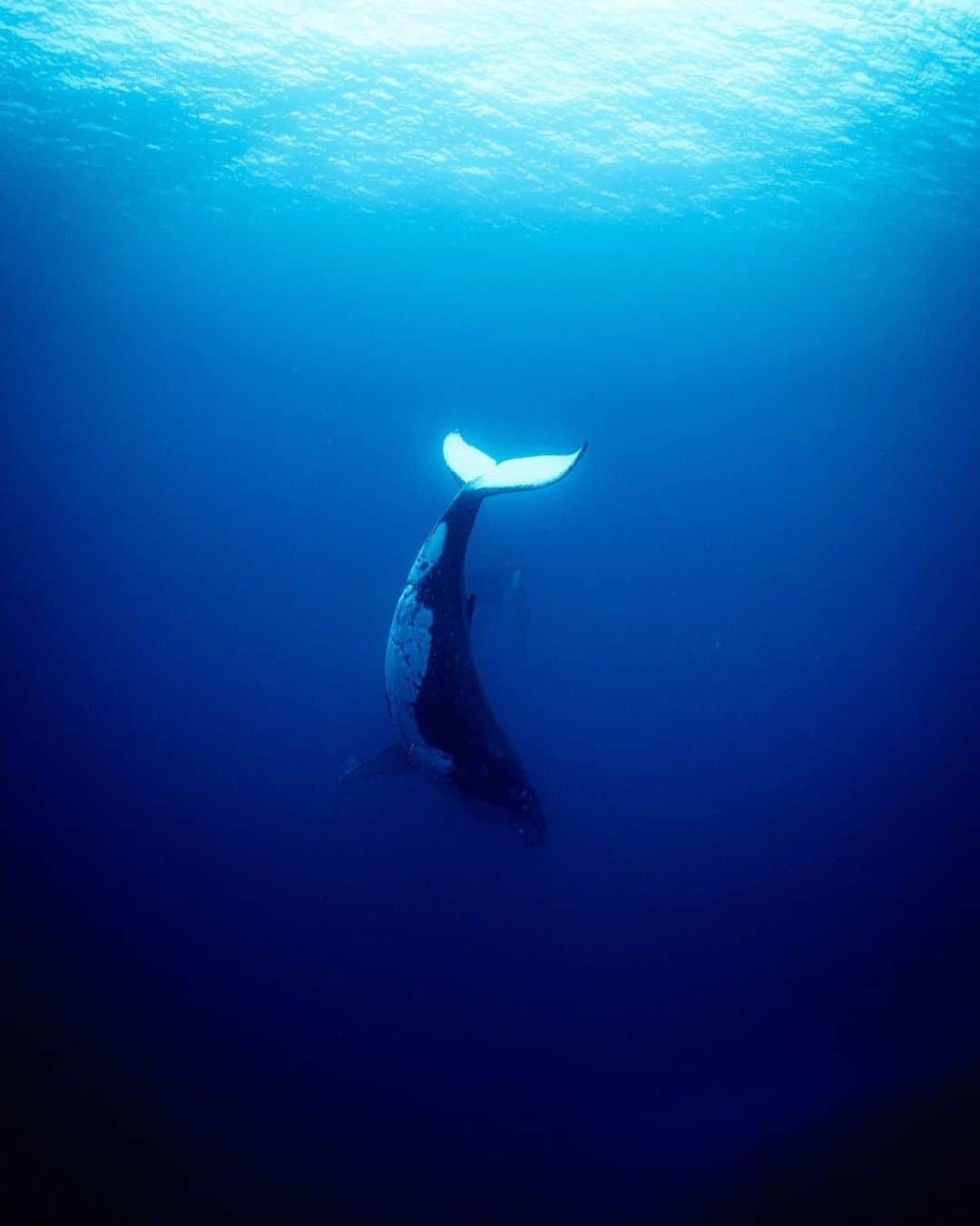 篠宮龍三のインスタグラム：「トンガホエールスイムツアー2019  今年は透明度が良いので、引いた絵も撮ってみました。白いテールの内側が綺麗でした。  トンガに来てかれこれもう2週間が過ぎました。  ツアーも残すところあと一週間。  明日からどんなクジラたちに会えるかな。  #whale #humpbackwhale  #whaleswim #freediving  #tonga #ホエールスイム #フリーダイビング #トンガ #sony #a7r3 #Nauticamhousings #underwaterphotography」