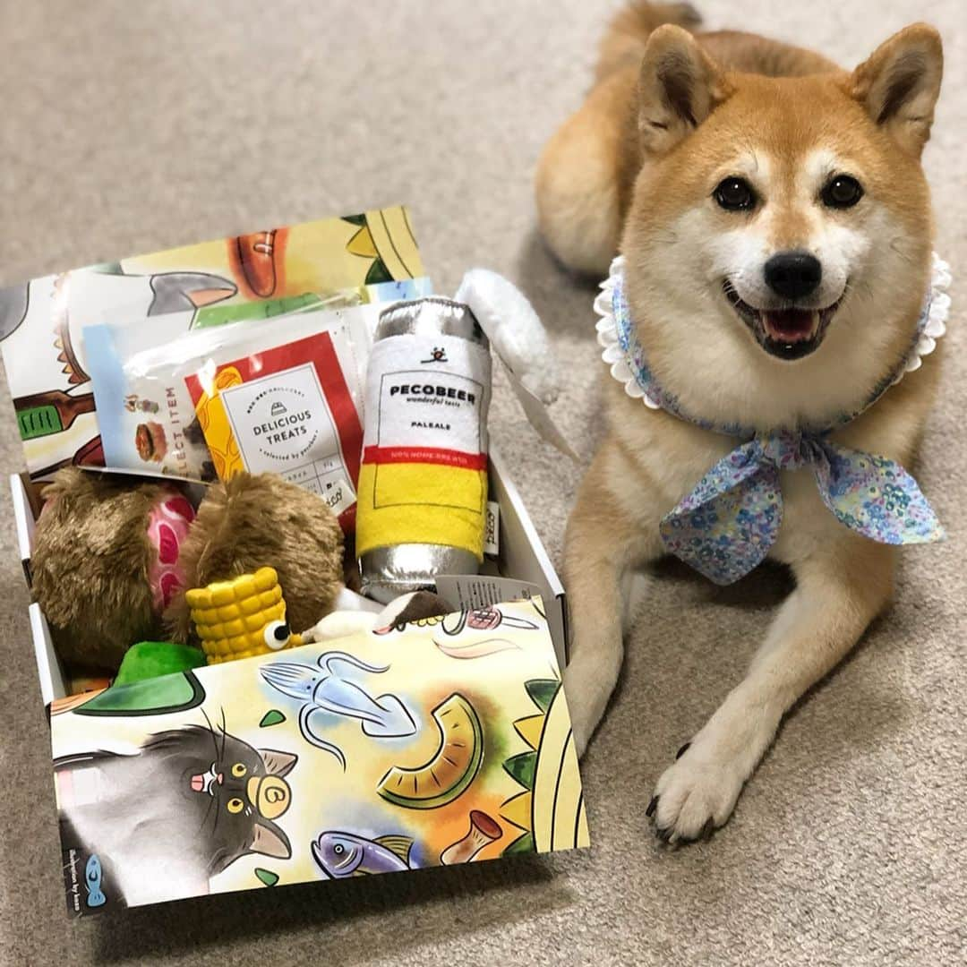 くるみさんのインスタグラム写真 - (くるみInstagram)「. 大好きなpeco boxが届いたよ😆 @pecobox_official  今月のテーマはバーベキュー🍖😆 モコモコビール🍺 もぐもぐBBQ串 ごろっとマンモス肉🍖 カンガルースライス☺️ . . 動画を観てもらうとわかるのですが とにかく喜びます🤣 5枚目はフセ！って言ってたら フセのまま行った🤣 .  今日の午後は台風🌀がくるから 届いたおもちゃでゆっくり遊ぼうね😆 . . #pecobox  #台風がくるよ #チームお仕事外派のみんな #祈りましょう #お散歩行けますように🙏」9月8日 10時51分 - kurukurukurumi222