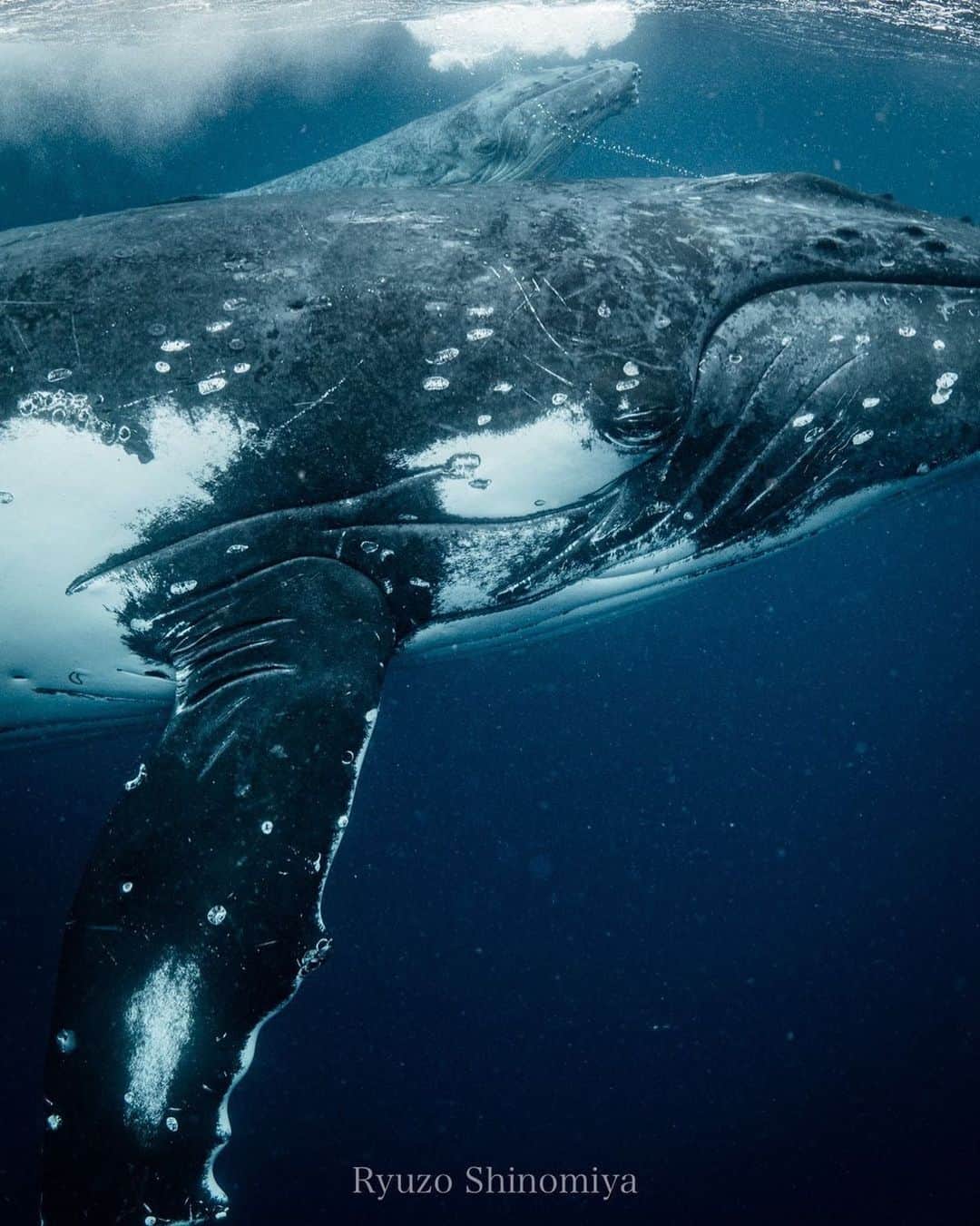 篠宮龍三のインスタグラム：「トンガホエールスイムツアー2019  トンガといえばのんびり親子クジラに会える海。  しかし今年は例年より親子の頭数は少ないようです。 何の影響かまだ分かりませんがオーバーツーリズムの影響がもしかしたらあるのかも。  クジラも人もゆっくり過ごせると良いのですが。  興味のある方は是非お早めに。  #whale #humpbackwhale  #whaleswim #freediving  #tonga #ホエールスイム #フリーダイビング #トンガ #sony #a7r3 #Nauticamhousings #underwaterphotography」