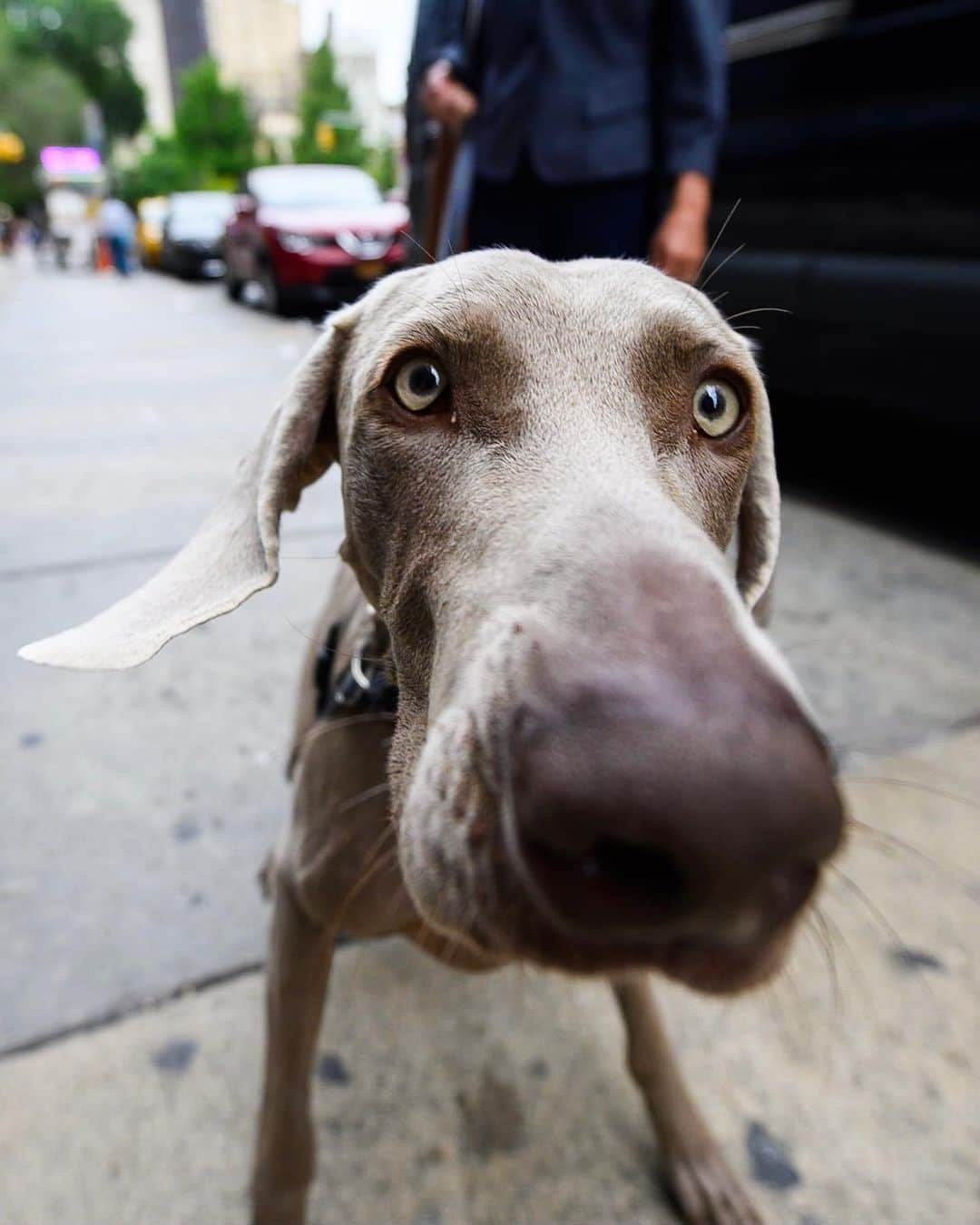 The Dogistさんのインスタグラム写真 - (The DogistInstagram)「Zephyr, Weimaraner (2 y/o), 16th & Union Square East, New York, NY • “He likes to sleep 100% under the covers. Then he comes out like he was in a sauna.”」9月8日 11時02分 - thedogist