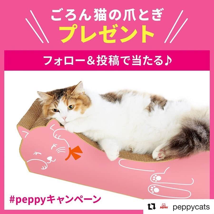 mayumiさんのインスタグラム写真 - (mayumiInstagram)「20190908 ✩ @peppycats さんの #peppyキャンペーン で #ごろん猫の爪とぎ 当選しました！ ありがとうございました！ 今月もキャンペーンやってるのでみんにゃも是非!! ﻿． #peppycats #ペピイ ﻿﻿ ． #シブにゃん隊over10#無敵の親バカ同盟 #IGersJP#ふわもこ部 #テリー2019 ． #ずっと一緒にいようにゃん#pecoマガジン表紙デビュー#rハロウィン#シマホで決め顔 ． #Repost @peppycats with @get_repost ・・・ 【プレゼントキャンペーン🎁】﻿ ﻿ ＼フォロー＆投稿／で﻿ 「ごろん猫の爪とぎ」が当たる♪﻿ ﻿ 🔹プレゼント🔹﻿ バリバリ研いでヨシ♪ゴロンと寝てもヨシ♪﻿ 高品質の日本製爪とぎ。﻿ 「ごろん猫の爪とぎ（大サイズ）」を﻿ 抽選で12名様（毎月3名）にプレゼント。﻿ ﻿ 🔹応募方法🔹﻿ @peppycats を「フォロー」し、﻿ #peppyキャンペーン の「タグ」をつけて、﻿ 愛猫のかわいすぎる写真を投稿しよう！﻿ （もちろんペピイのグッズを使っている写真でもOK）﻿ ﻿ 🔹応募期間🔹﻿ 2019年6月1日～9月30日（月）応募分まで﻿ ﻿ 毎月抽選を行い、プレゼント当選者には、﻿ ペピイ公式アカウント @peppycats より﻿ ダイレクトメッセージにてご連絡いたします。﻿ （応募月の翌月上旬を予定）﻿ ﻿ みなさまのご応募、お待ちしております～♪﻿ ﻿ ﻿ ＜詳細＞﻿ ●ごろん猫の爪とぎのカラーは、﻿ 当選後にお好きな色をお選びいただけます。﻿ 在庫状況によりご希望に添えない場合は、ご了承下さい。﻿ ●すでにフォローして下さっている方は、﻿ #peppyキャンペーン のタグを付けた投稿のみで﻿ 応募完了です。﻿﻿﻿﻿ ●プレゼント当選者は賞品発送の都合上、﻿ ペピイの会員登録（無料）が必須となります。﻿ ． #cat#猫#茶トラ#gingercat#catstagram#instacat#weeklyfluff #Excellent_cats#cat_features#catofinstagram ． #サンデイ#ペコねこ部#朝ワンコ夕ニャンコ#sippo#ねこにすと#nyancon01」9月8日 11時03分 - imuyamotas