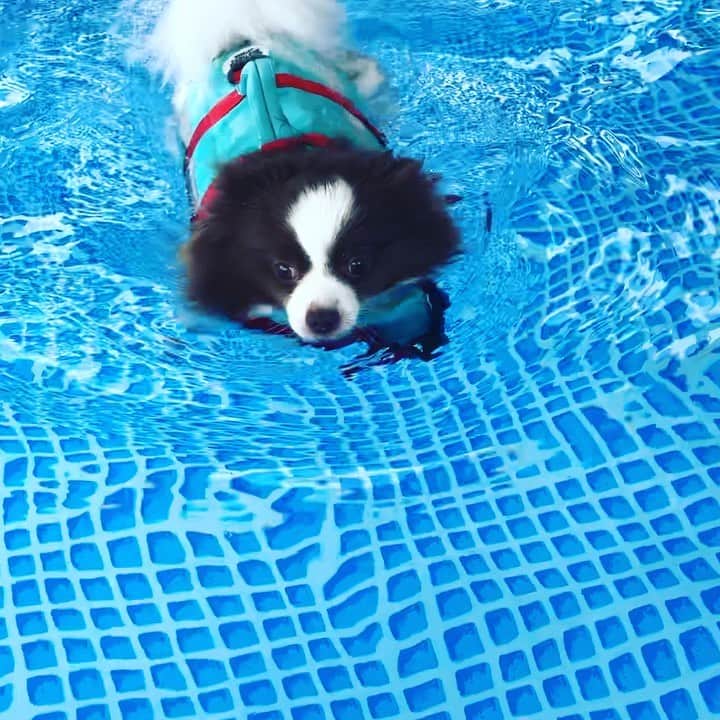 mycoのインスタグラム：「【8月の思い出】 りりさん初プールへ🐶 うまく泳げてるかな？？ #pom #instadog #犬プール」