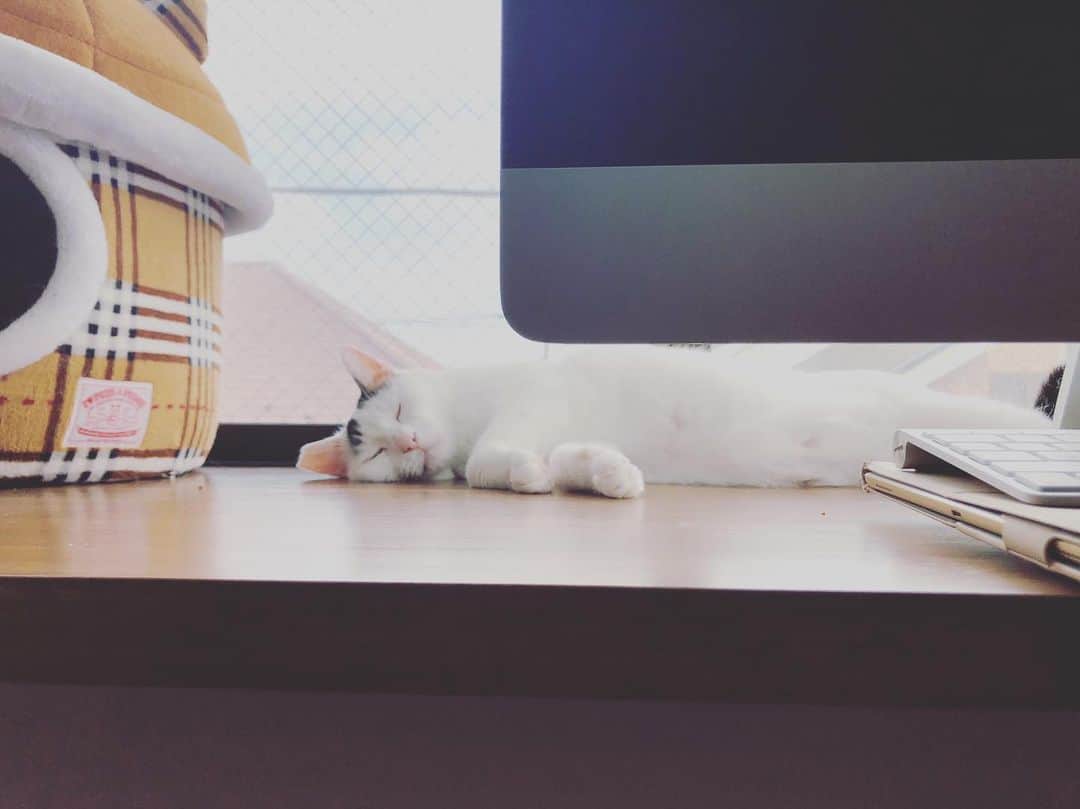 Siznaのインスタグラム：「#dura #cat #づら #猫 #sizna #雑種 #元地域猫 #ヅラ #ヅラ猫 #ヅラ猫部 #にゃんスタグラム #猫変態を増やそうの会 #台風前」