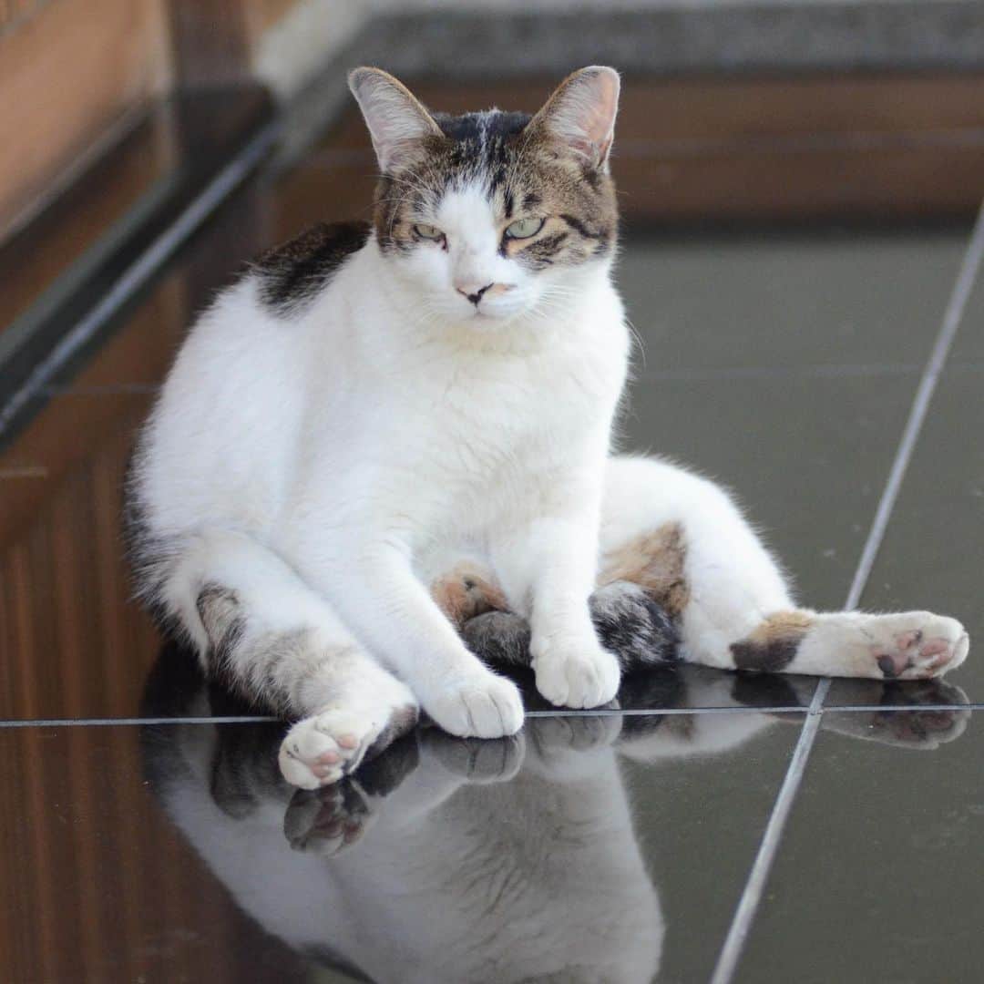 やふさんのインスタグラム写真 - (やふInstagram)「まだまだ暑いなぁ… . #cat #neko #catlovers #catsofinstagram #catstagram #instacat #猫 #ねこ #ネコ #保護猫 #京太」9月8日 12時21分 - kyafy