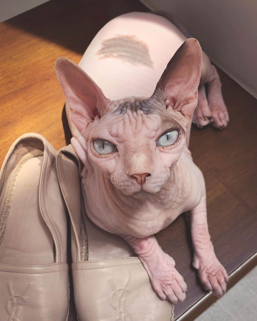 Coleen Garciaさんのインスタグラム写真 - (Coleen GarciaInstagram)「Anything but ordinary #anyathesphynx」9月8日 13時02分 - coleen