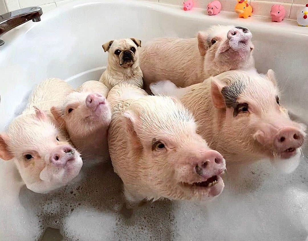 のインスタグラム：「Smile everypiggy! Let’s take a sudsy Snout Sunday selfie!🛁📷🐷🐷🐷🐷🐷🐶#bathtime #5pigsandapug #Pigtailthepug #PiggyPenn #PoseyandPink #PrissyandPop」