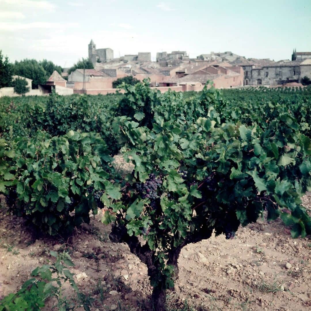 lifeさんのインスタグラム写真 - (lifeInstagram)「Vineyard and village along the Rhone near Avignon in 1953. (Gjon Mili—The LIFE Picture Collection/Getty Images) #Avignon #France #VintageColor」9月8日 23時30分 - life
