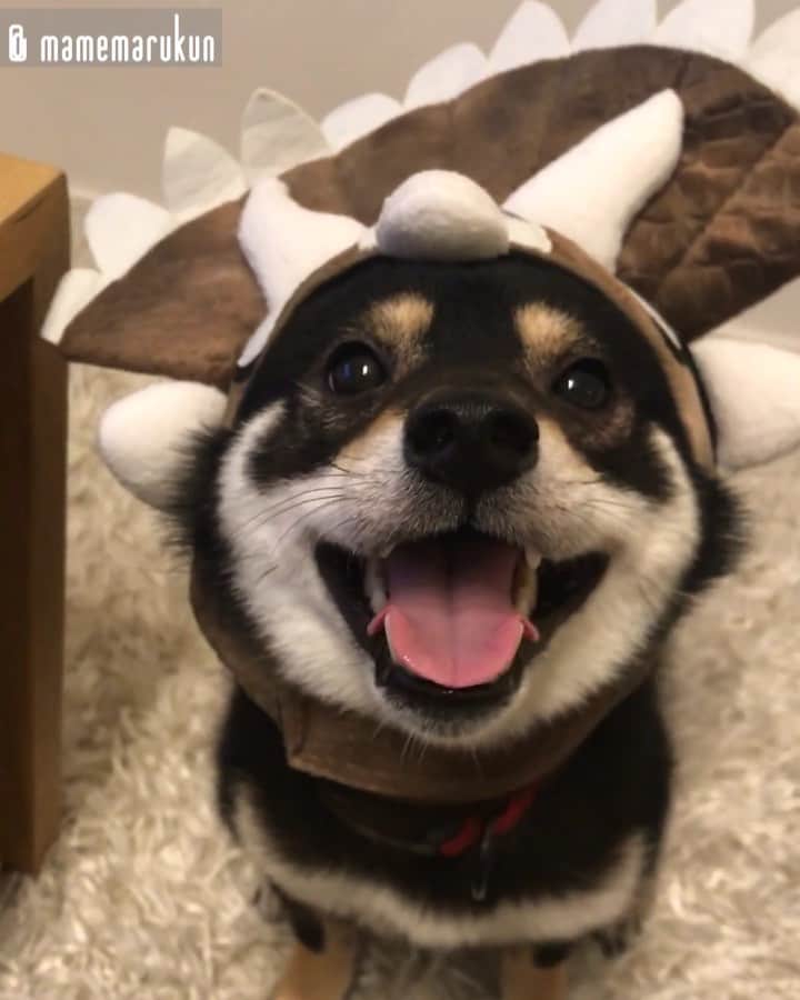まめ丸のインスタグラム：「* * がおー❣️ トリケラトプス🦏が 台風やっつけちゃうぞー🐶💓 #ニパァ --------------------------------- 台風の目を今年もこわがるぼくをブログにかいたよ🐶📖 * I'm Triceratops🐶💓 --------------------------------- I updated my blog🐶💓 The URL is in my profile. Please visit it if you have time❣️ * #まめ丸かぶりもの シリーズ #トリケラトプスには見えない #最後とびかかってくるトリケラトプス * #柴犬#豆柴#柴#黒柴#黒豆柴#犬#ふわもこ部#shiba#shibainu#shibastagram#shibadog#puppy#instadog#dogstagram#dog#mameshiba#instashiba#petstagram#pet#buzzfeedanimals#cute#cutedog#강아지#멍스타그램#doglover#まめスマイル」