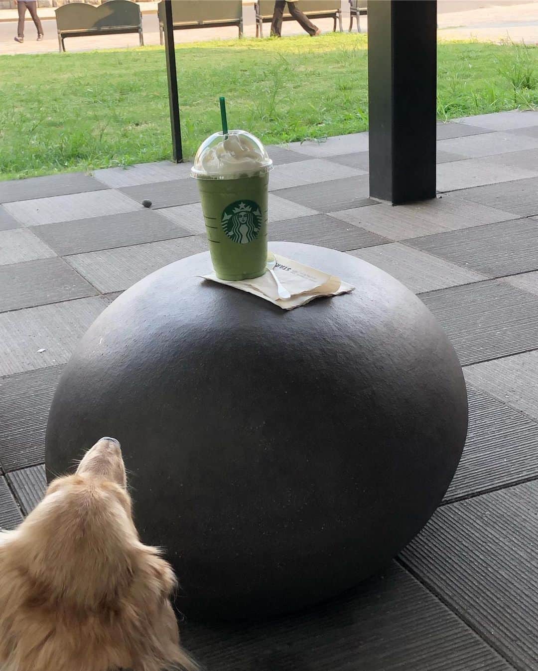 鈴木絢子さんのインスタグラム写真 - (鈴木絢子Instagram)「・ ・ 来週からまた一週間出張。 ということで、本日はワンコデー🐶🐶✨ ・ 東京は台風だというのに、大阪は35度の真夏の日差しと暑さで💦  少し涼しくなったタイミングで、#大阪城公園 へお散歩に。 ・ #犬連れOK のお店も多く、緑も豊富で最高でした👍✨ ・ ワンコたちも満足気な表情、、🥰 なのか、暑くて舌が出ているだけか😅 ・ ・ ・ #犬バカ部 #ワンコ好き #トリュフとフォアグラ #親子犬 #スタバ #犬連れスタバ #大阪城公園カフェ #癒しの時間 #関西おさんぽスポット #コラム執筆 #ミニチュアダックスフント #osakalife #smile #dogstagram #🐶🐶 #🥤#🌺 #🏯」9月8日 23時59分 - ayako_suzuki810