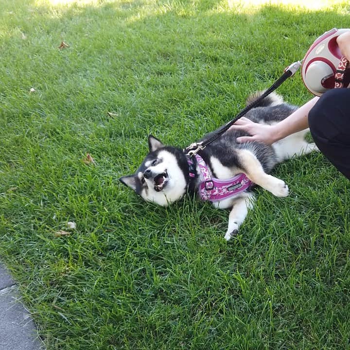 吾子のグルメインスタ