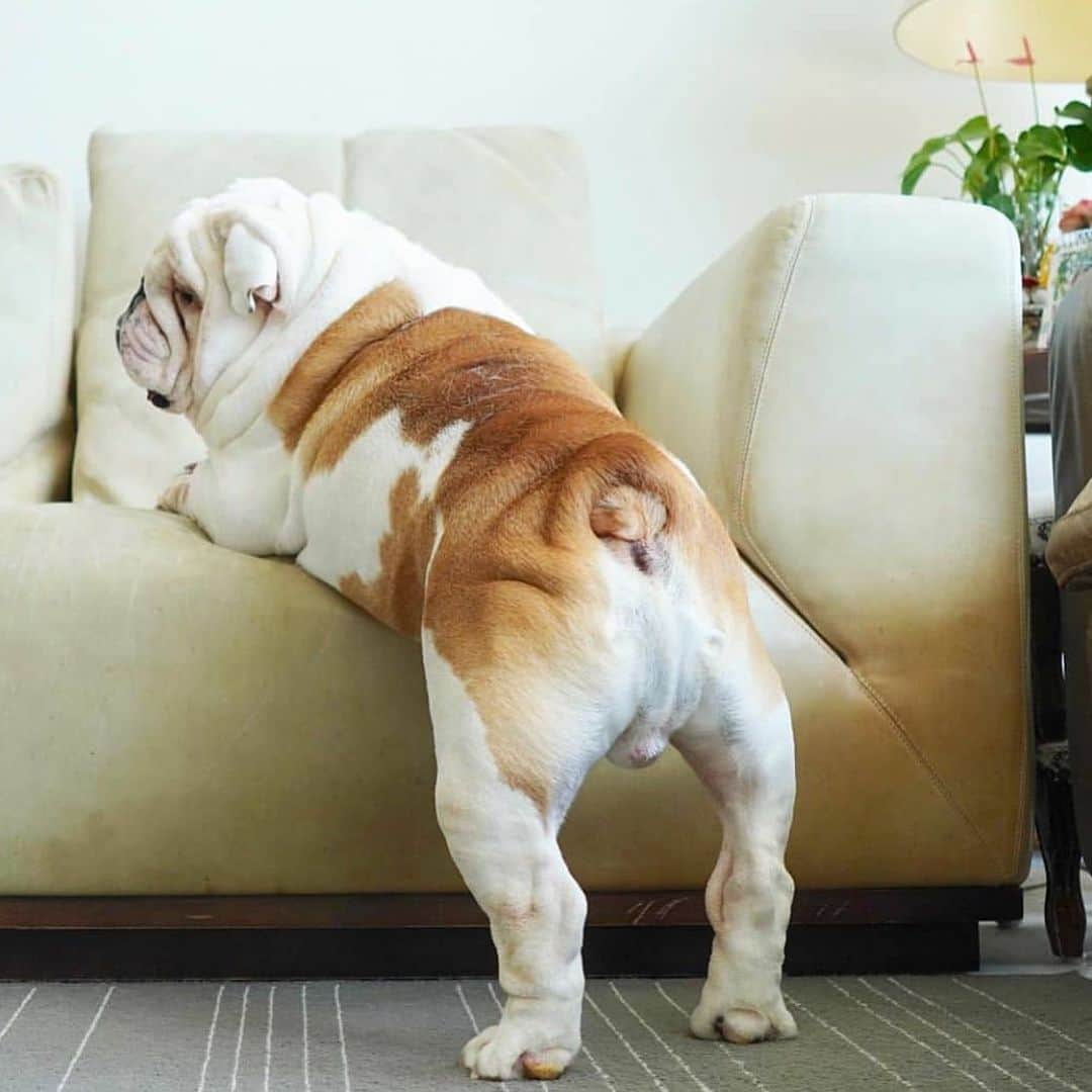 Bodhi & Butters & Bubbahのインスタグラム：「Sunday bumday 🍑 . . . . #bulldog #sunday #bumday #peach #perfect #smile #cute #dogsofinstagram @bulldog__diesel」