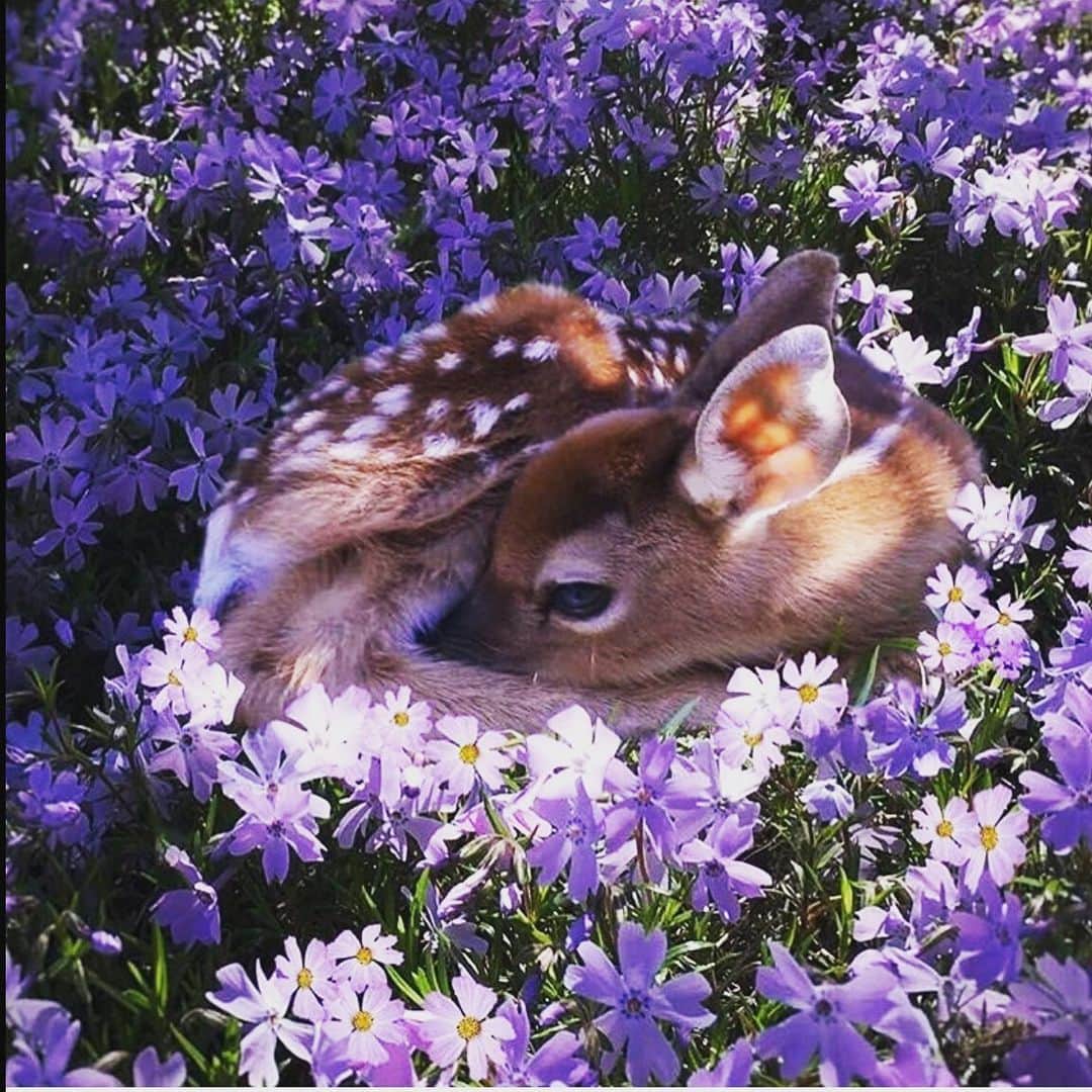 デレク ラムのインスタグラム：「Lazy Sunday beauty @fuzzyfawnwildlife」