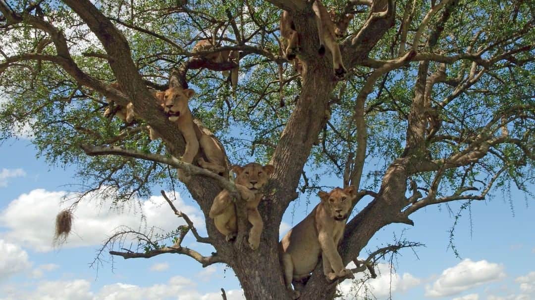 Discoveryさんのインスタグラム写真 - (DiscoveryInstagram)「A fully furnished lion tree. 🌳 . . The #Serengeti Finale begins TONIGHT at 8p ET on Discovery and Discovery GO. . . . . #adventure #travel #nature #photography #landscape #love #photooftheday #explore #sky #wanderlust #naturephotography #instagood #sea #beautiful #picoftheday #travelgram #lion #Africa #wildlife」9月9日 0時23分 - discovery