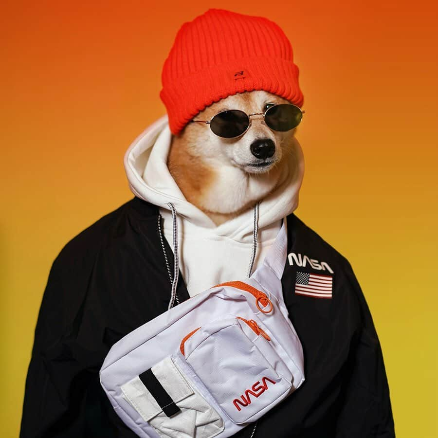 Menswear Dogさんのインスタグラム写真 - (Menswear DogInstagram)「The Fall Fit is here 🕶✨ Stylin & Profilin head-to-tail from @pullandbear  #ad #pullandbear #pullandbearcommunity」9月9日 0時46分 - mensweardog