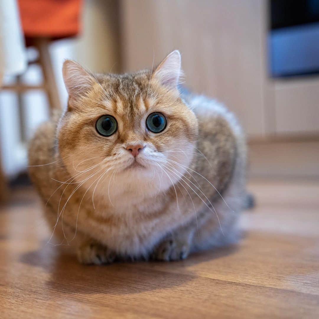 Hosicoさんのインスタグラム写真 - (HosicoInstagram)「I'm waiting for breakfast 🍳」9月8日 16時05分 - hosico_cat