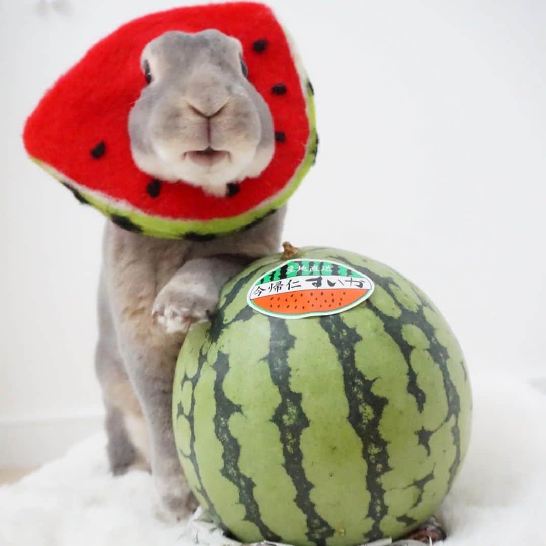 Kayoのインスタグラム：「🍉 今帰仁スイカいただきました♡ 関口宏みたいに寄り添ってる♡」