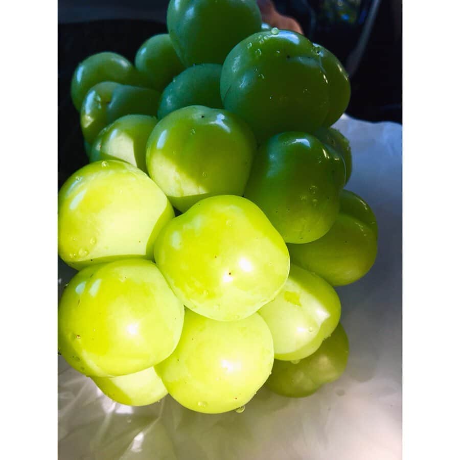 林有紀奈のインスタグラム：「「瀬戸ジャイアンツ🍇」という品種のぶどうです♡山梨県勝沼にて ﻿ #山梨#勝沼﻿ #瀬戸ジャイアンツ﻿ #辺り一帯ぶどう畑ですごかったー🍇☺️🍇﻿ ﻿ #ぶどう狩りする予定が﻿ #直前に吉田うどん食べたのと試食でお腹いっぱいという失態😂🙇🏻‍♀️笑﻿ #吉田うどん兎に角すごかったです🥢😂✨」