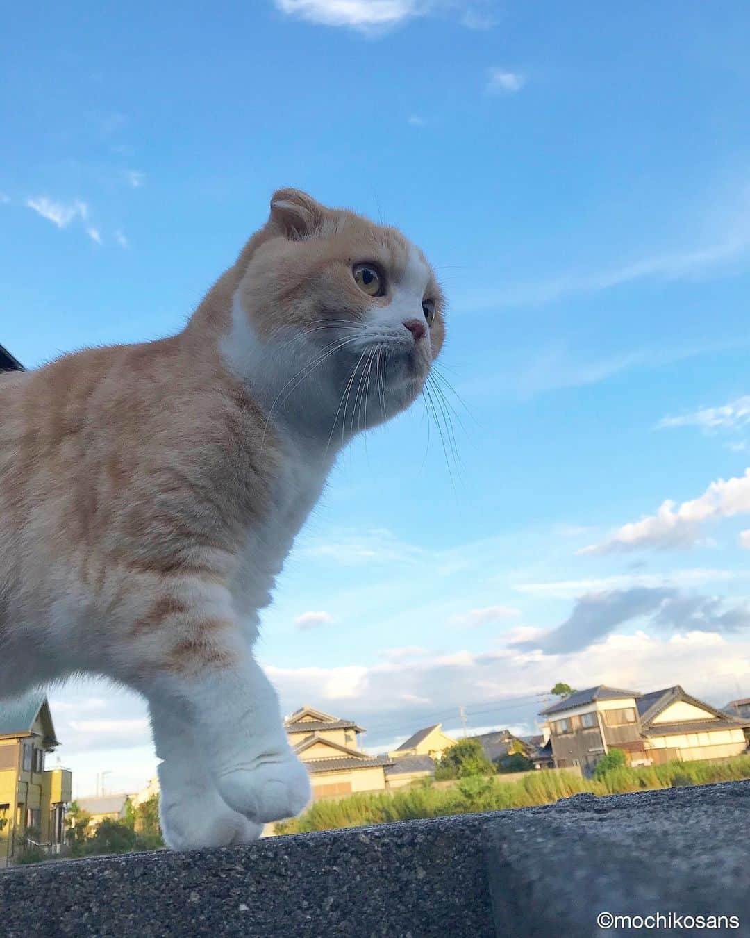 もちさん / mochiさんのインスタグラム写真 - (もちさん / mochiInstagram)「おてんきもちさん #青空#気持ちいい --------------------------- ☞ more...@mochikosans --------------------------- 皆様いつもコメントありがとうございます^_^ #もちさん #mochi  #天気の子#ぽい #ポスター#アニメ#映画#すこてぃっしゅふぉーるど  #顔#kiminonawa#cinema#tenkinoko#日曜日 #そら#空 #暮らし#sky#sun #hand#丸い#おてて#短足#shout #スタスタ#ルンルン#オフショット  #日曜#猫バカ部」9月8日 17時55分 - mochikosans