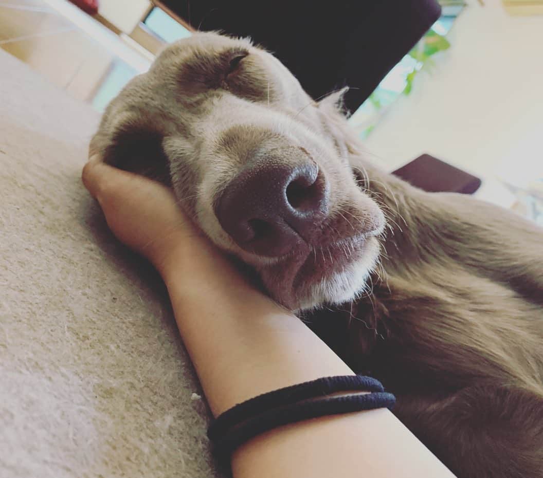 眉間にシワ犬のinstagram 眉間にシワ犬インスタグラム ハッシュタグ