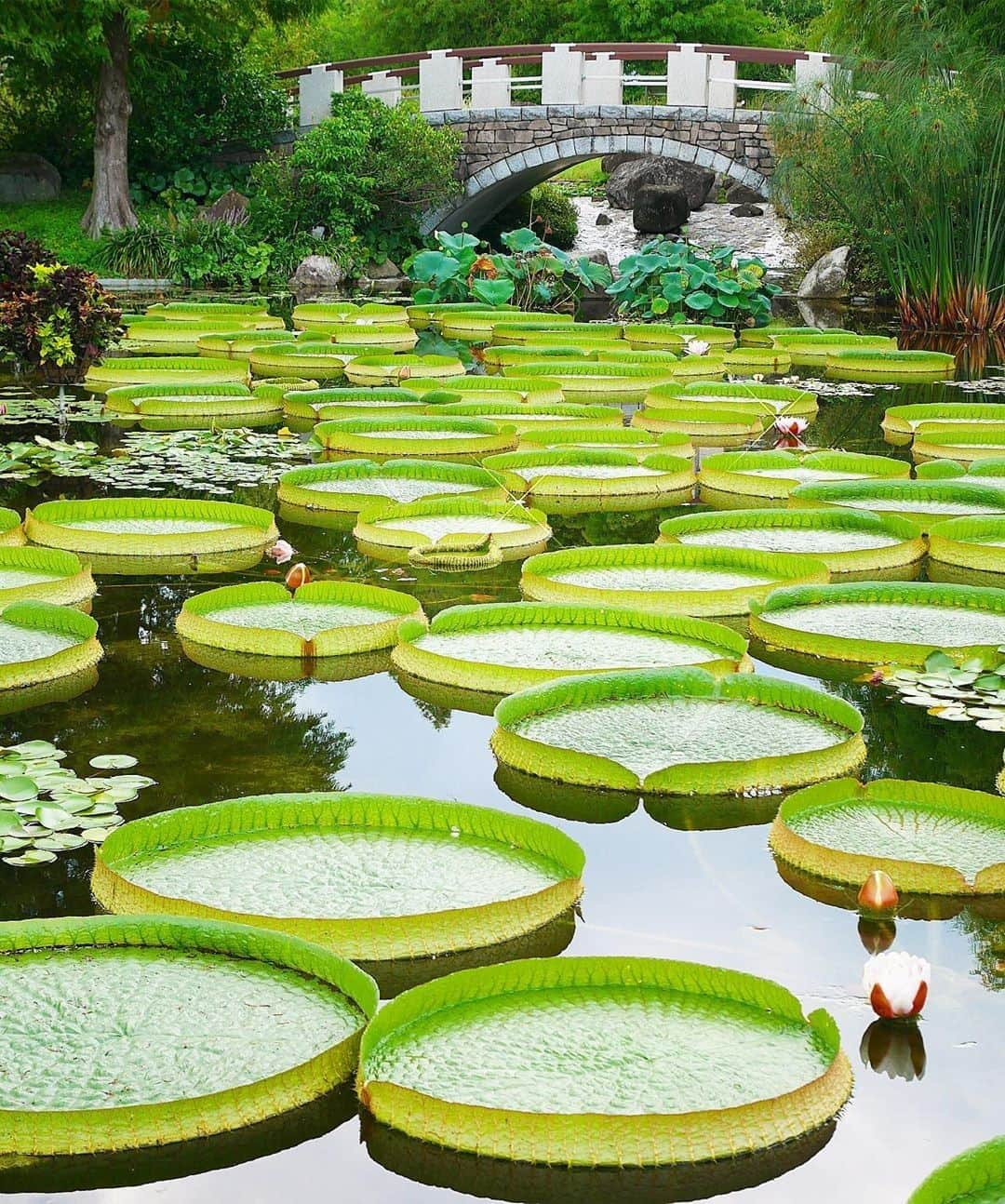 楽天トラベル さんのインスタグラム写真 - (楽天トラベル Instagram)「*** #滋賀県 #水生植物公園みずの森 水生植物の宝庫である琵琶湖のほとりで、四季を通じて楽しめる花いっぱいの公園です。 こちらの #パラグアイオニバス は30Kgまでは上に乗ることもできます。 . @beauty.sts さん 素敵なお写真の提供ありがとうございました💓 . ************************ 旅先で撮った素敵な写真に #rakutentravel を付けてシェアしてね♪ 厳選してこのアカウントで紹介させていただきます！ ************************ . #楽天トラベル #旅 #旅行 #旅に出よう #旅行好きな人と繋がりたい #日本 #일본 #rakutentravel #travel #trip #japan #instagramjapan #IG_JAPAN #japantrip #lovetraveling #sky #shiga」9月8日 18時00分 - rakutentravel