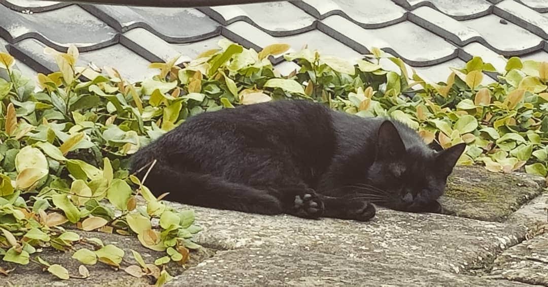 のインスタグラム：「#きょうのごろり  半年前に見た子猫の兄弟が 少し大きくなってた😸  #cat #長崎 #坂道 #石畳 #nagasakilovers」
