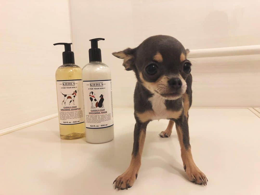 ステファニーさんのインスタグラム写真 - (ステファニーInstagram)「🐶🛁💕 先日、初めてのシャンプー！！ 匂いも良く、強くなく 素材もナチュラルな @kiehls で❤︎ Thank you @kiehlsjp ❤︎❤︎❤︎ #love #dog #cuteanimals #chihuahua #smoothcoatchihuahua #shampoo #kiehls #puppy #わんこ #ぶりらいふ #チワワ #スムチー」9月8日 18時32分 - steph_0928_