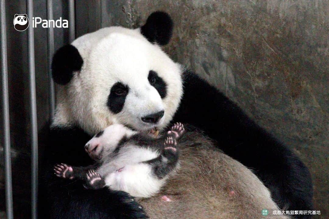 iPandaさんのインスタグラム写真 - (iPandaInstagram)「Baby, you're my most precious treasure in the world. Even milk or apple is no match for you. 🐼 🐾 🐼 #panda#ipanda#animal#pet#adorable#China#travel#pandababy#cute#photooftheday#Sichuan#cutepanda#animalphotography#cuteness#cutenessoverload #giantpanda」9月8日 18時47分 - ipandachannel