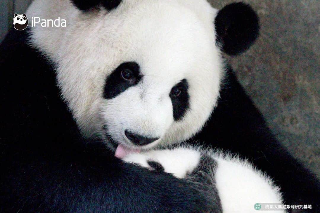 iPandaさんのインスタグラム写真 - (iPandaInstagram)「Baby, you're my most precious treasure in the world. Even milk or apple is no match for you. 🐼 🐾 🐼 #panda#ipanda#animal#pet#adorable#China#travel#pandababy#cute#photooftheday#Sichuan#cutepanda#animalphotography#cuteness#cutenessoverload #giantpanda」9月8日 18時47分 - ipandachannel