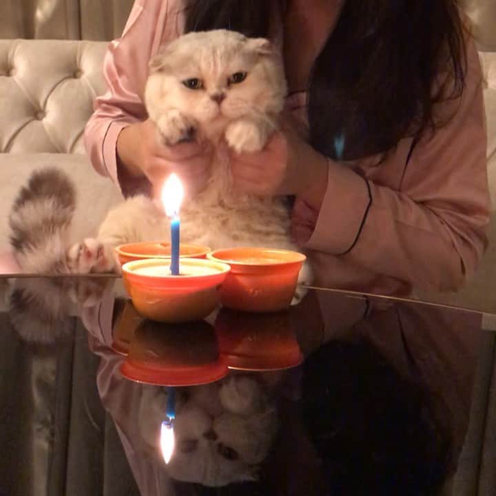 Haruのインスタグラム：「Me on my 6th birthday party, enjoying my favourite kitty can food. Tuna, chicken and shell. I love them so much. I wish I could have my bday party every day. 🧸❤️ #haruturnssix #haruthecat」