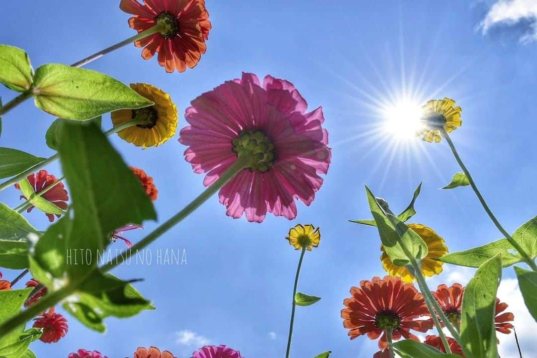 花の写真館のインスタグラム