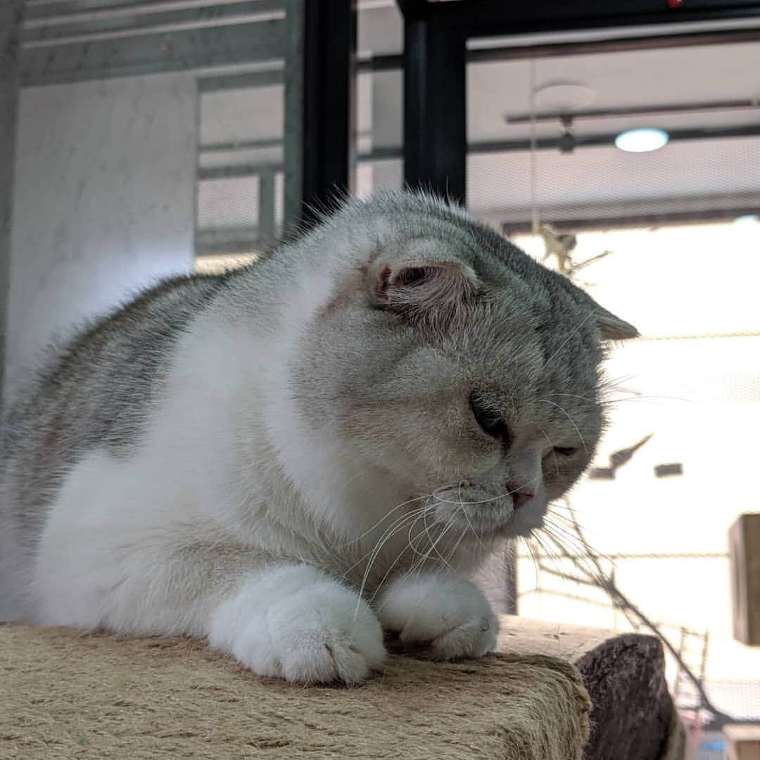 Som Siriさんのインスタグラム写真 - (Som SiriInstagram)「อ้วง เอ้ยย ง่วง 😴😪💤 #cougarteamonlyyui  #ทาสแมว #scottishfold #catsofinstagram」9月8日 19時29分 - onlyyui