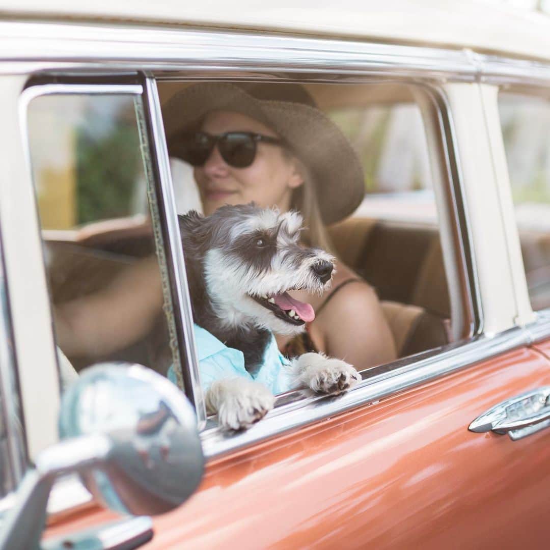 Remix the Dogさんのインスタグラム写真 - (Remix the DogInstagram)「Havana good times! 🌴  Took a mini vacation with the humans to Key West to end the summer. What adventures have you taken your dogs on? @havanacabanakeywest」9月9日 1時00分 - remixthedog