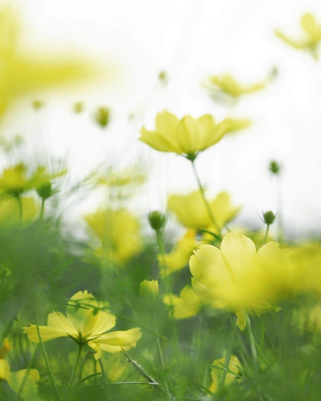 masayaさんのインスタグラム写真 - (masayaInstagram)「レモンブライト “Lemon Bright” Showakinen Park #cosmos  #昭和記念公園 #コスモス #Tokyo #花 #flowers #yellow」9月8日 19時38分 - moonlightice