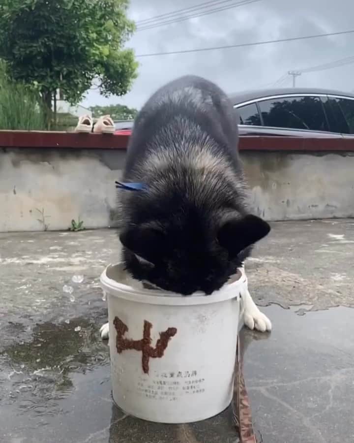 husky and malamuteのインスタグラム：「😂😂😂the story with box. follow @alaskandaily （Twitter：alaskandaily）for more cute pic and video.😜 ……………………………………………………………… Each video was approved by the original author. But  don't have a Instagram account. We are first one post those video. So watermark credit @alaskandaily ……………………………………………………………… #alaskan#malamute#alaskanmalamute#alaskanhusky#malamutesofinstagram#puppylife#puppylove#puppydog#puppylover#dogdays#malamutepuppy#huskies#huskeypuppy#huskeiesreq#siberian#huskeiesofig#dogslife#dogsofnyc#cutedog#cutedogs#huskeypics#huskeylovers#huskygram#huskeylove#huskiesofinstagram#dogsofnyc#husky#狗」