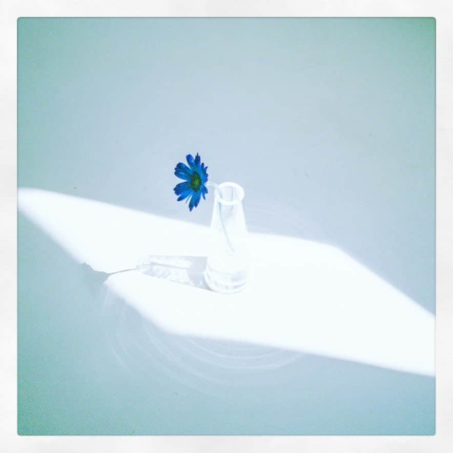 今城純さんのインスタグラム写真 - (今城純Instagram)「青い花。﻿ ﻿ #junimajo#junimajo2#今城純#forward##weakpointは少食です#canonmc #filmphoto#fuji400h﻿ ﻿」9月8日 20時36分 - junimajo